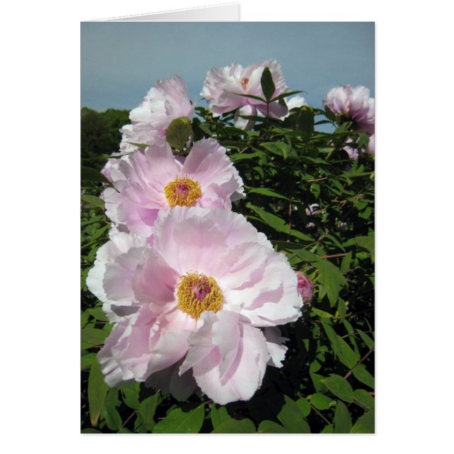 Babyrosapioner OBS Kort (Framsidan)