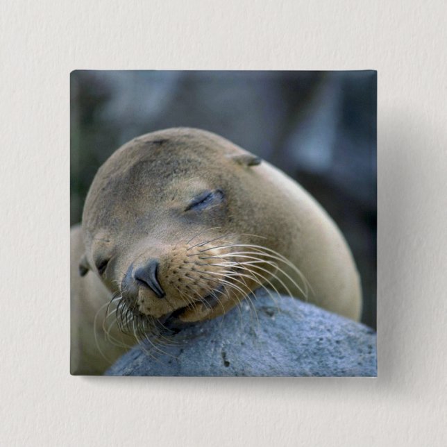 Babysjölejon, Galapagos öar Knapp (Framsida)