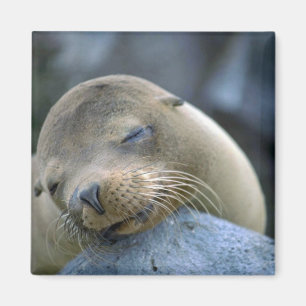 Babysjölejon, Galapagos öar Magnet