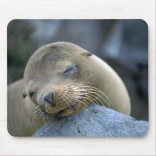 Babysjölejon, Galapagos öar Musmatta