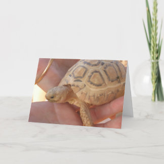 Babysköldpadda Kort