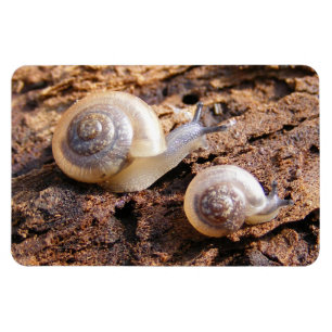Babysniglar Magnet