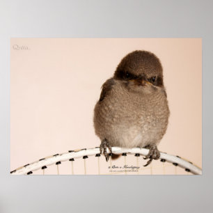 BabySparrowaffisch Poster