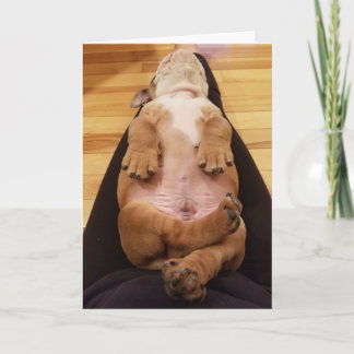 BabyThor bulldogghälsningkortet Kort