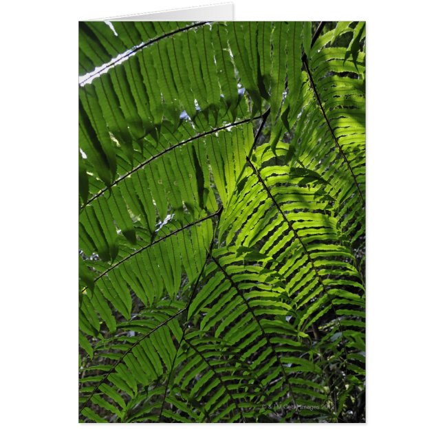 Bach Morsa nationalpark Hälsningskort (Framsidan)