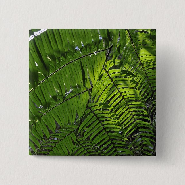 Bach morsanationalpark knapp (Framsida)