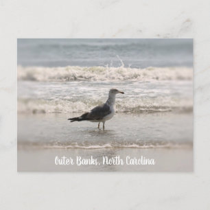 Bachcombi Sea Gull OBX-vykort Vykort