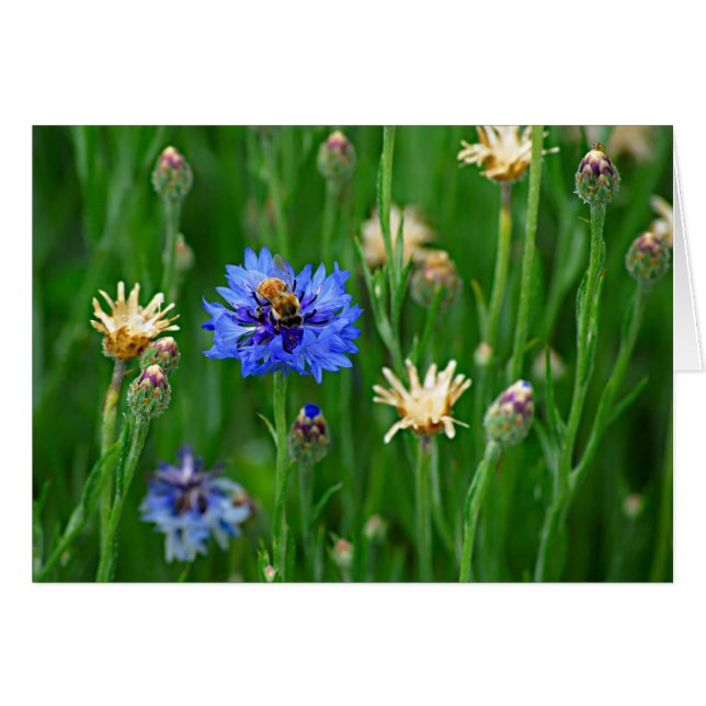 Bachelor Button Bee Hälsningskort (Framsidan Horizontal)