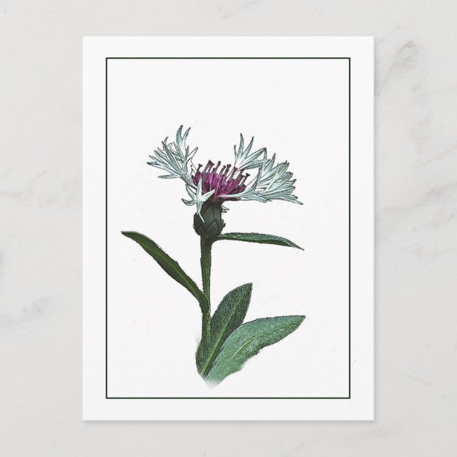 Bachelor Button Botanical Photo Sketch Postcard Vykort (Framsida)