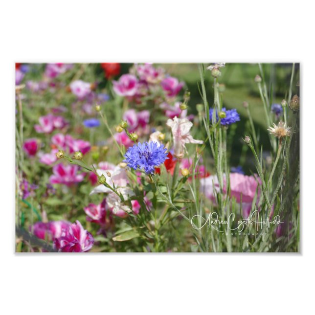 Bachelor Buttons Fototryck (Framsidan)