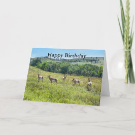 Bachelor Pronghorn Antelopes Grattis på födelsedag Kort
