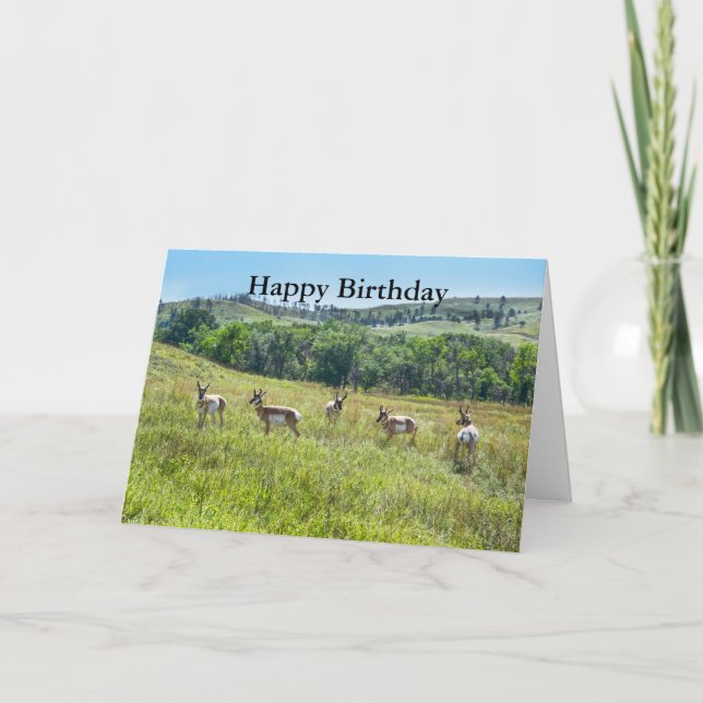 Bachelor Pronghorn Antelopes Grattis på födelsedag Kort (Framsida)