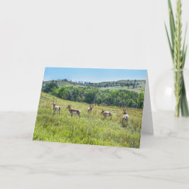 Bachelor Pronghorn Antelopes, South Dakota Kort