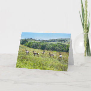 Bachelor Pronghorn Antelopes, South Dakota Kort