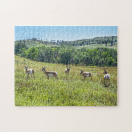 Bachelor Pronghorn Antelopes, South Dakota Pussel