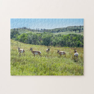 Bachelor Pronghorn Antelopes, South Dakota Pussel