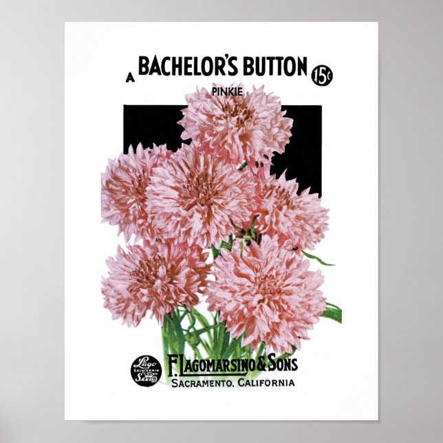 Bachelor's Buttons Seed Packet Label Poster (Framsidan)