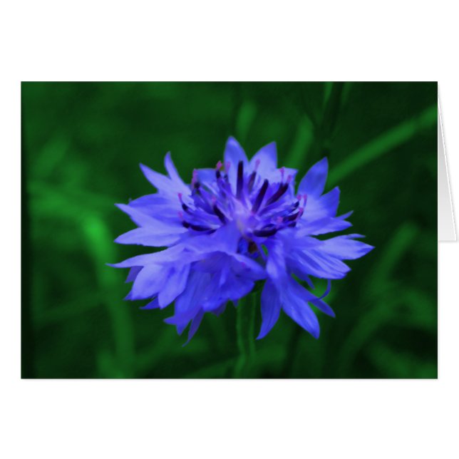 Bachelors-knapp Hälsningskort (Framsidan Horizontal)