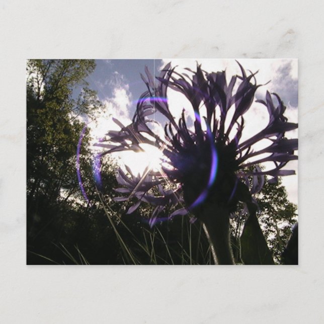 bachelors knapp sol vykort (Framsida)