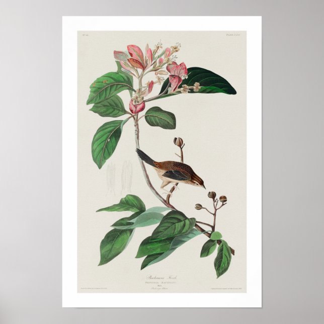 Bachmans fink av Audubon Poster (Framsidan)