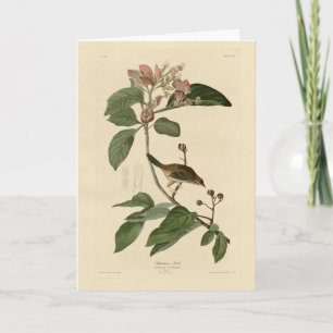 Bachmans fink (Sparrow) Audubon Birds of America Kort