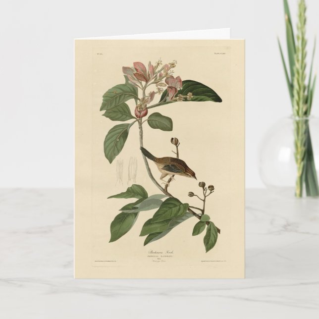 Bachmans fink (Sparrow) Audubon Birds of America Kort (Framsida)