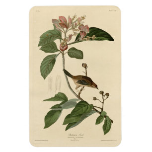 Bachmans fink (Sparrow) Audubon Birds of America Magnet