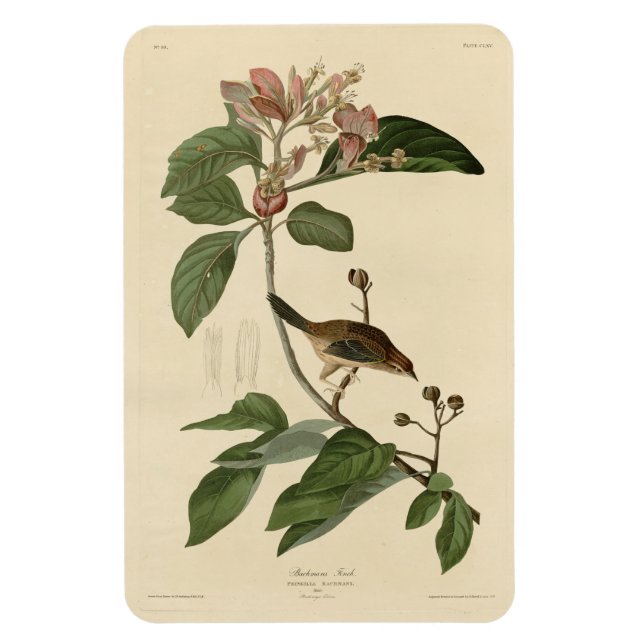 Bachmans fink (Sparrow) Audubon Birds of America Magnet (Vertikal)
