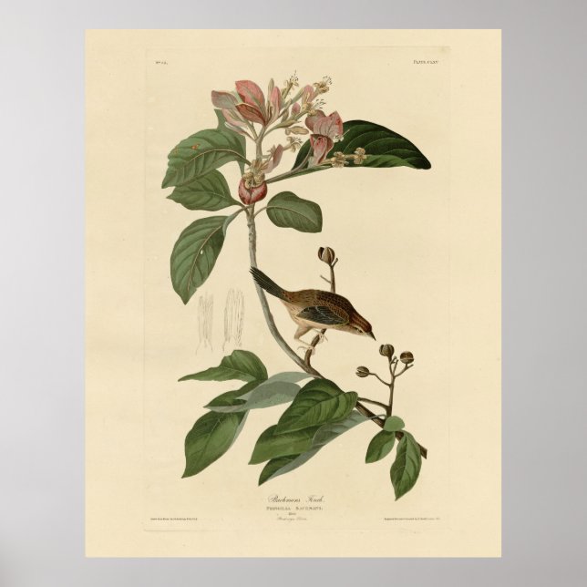 Bachmans fink (Sparrow) Audubon Birds of America Poster (Framsidan)