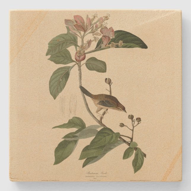 Bachmans fink (Sparrow) Audubon Birds of America Stenunderlägg (Framsidan)