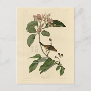 Bachmans fink (Sparrow) Audubon Birds of America Vykort