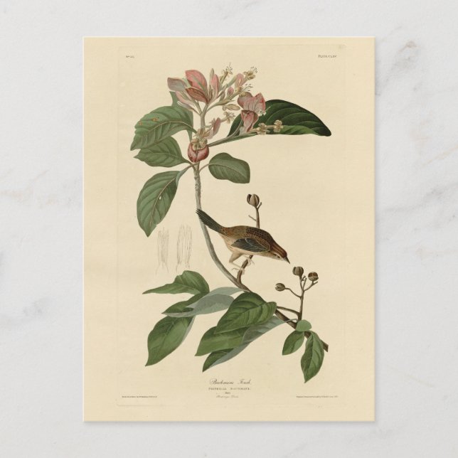 Bachmans fink (Sparrow) Audubon Birds of America Vykort (Framsida)