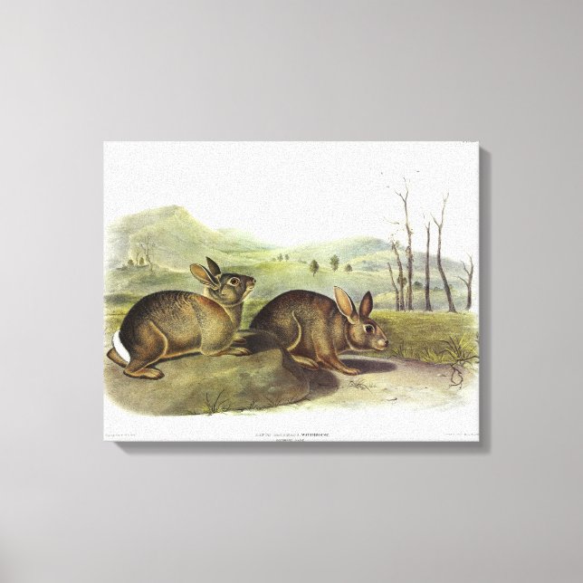Bachmans hare, Westerna penselkanin av Audubon Canvastryck (Framsida)