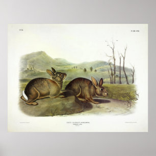 Bachmans hare, Westerna penselkanin av Audubon Poster