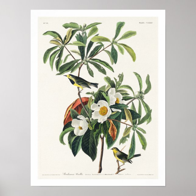 Bachmans Warbler av Audubon Poster (Framsidan)