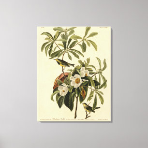 Bachmans Warbler, från Audubon's Birds of America Canvastryck