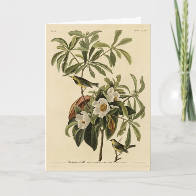 Bachmans Warbler, från Audubon's Birds of America Kort (Framsida)