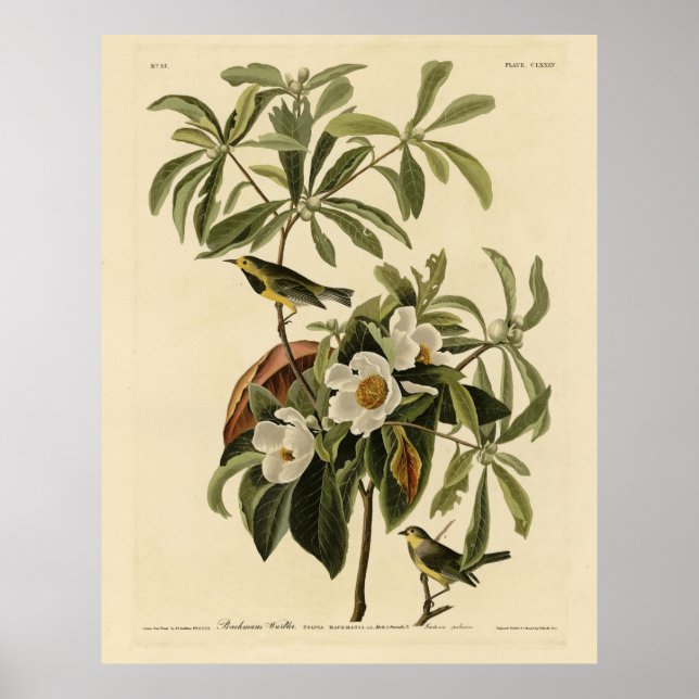 Bachmans Warbler, från Audubon's Birds of America Poster (Framsidan)