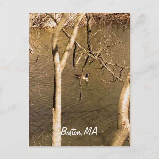 Back Bay Fens Wildlife Vykort (Framsida)