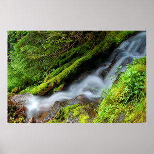 Bäck i den Mount Rainier nationalparken Poster