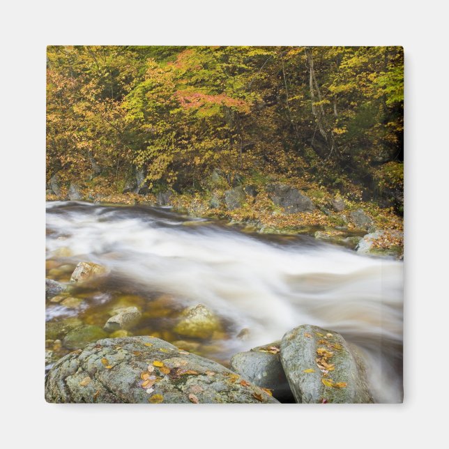 Bäck Roaring Brook under hösten i Vermonts Green Magnet (Framsidan)