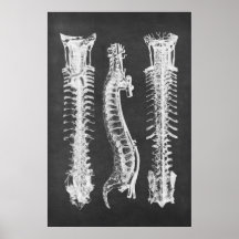 Backbone Vertebrae Anatomy Skriv ut nr 2
