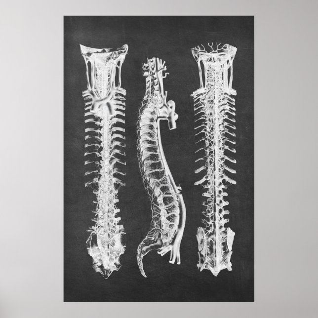 Backbone Vertebrae Anatomy Skriv ut nr 2 Poster (Framsidan)