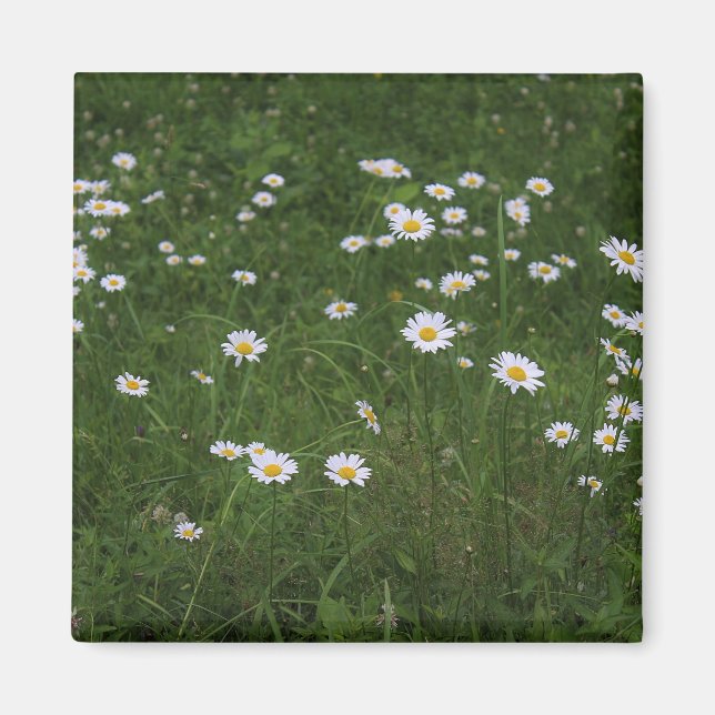 Backe av daisy magnet (Framsidan)