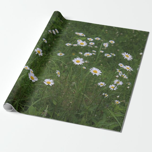 Backe av daisy presentpapper (Utrullad)