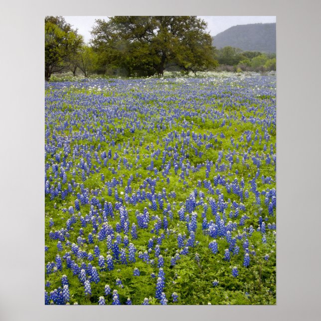 Backe Land, Texas, Blånät och Oak träd Poster (Framsidan)