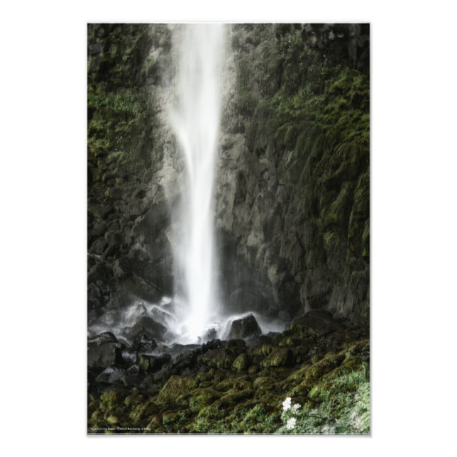 Bäckenets anda fototryck (Framsidan)