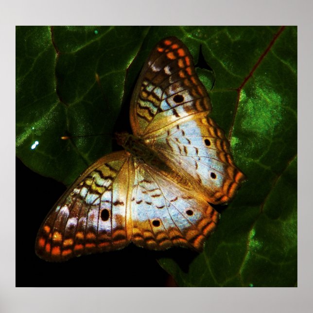 Bäckfjäril Poster (Framsidan)