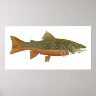 Bäckforell Poster