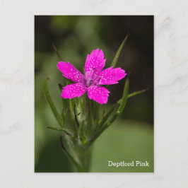 Backglim Vildblomma Namn Blommig vykort